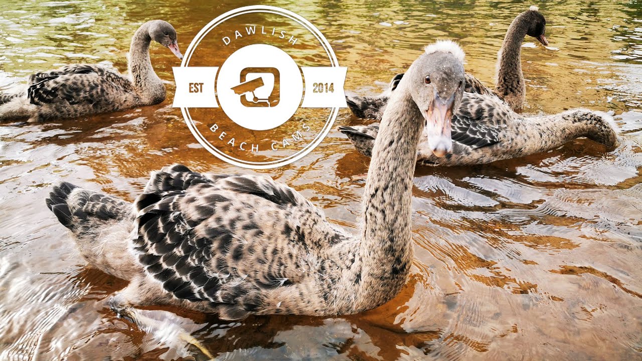 Dawlish Black Swans and Cygnets from 1 week old to 12 weeks old