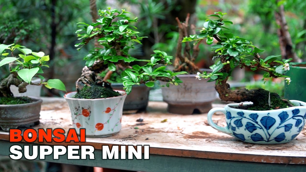 Bonsai supper mini in Vietnam || Vườn chú Bình - Tây Mỗ, Hà Nội