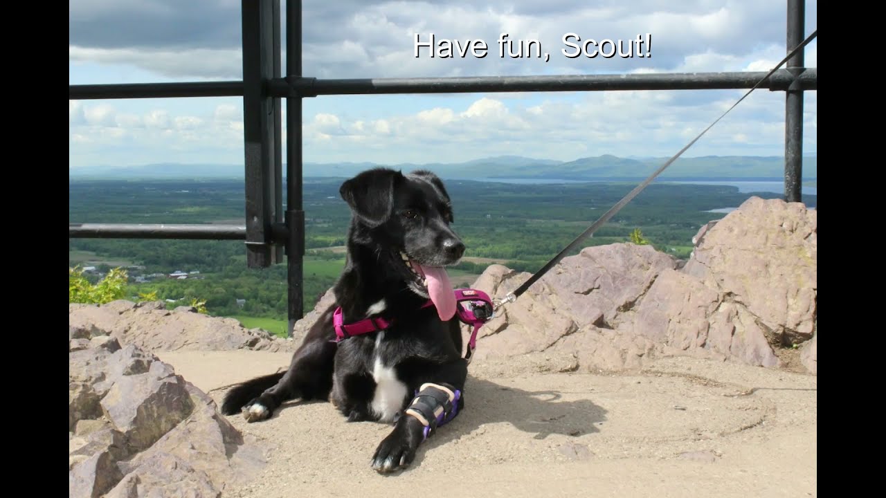 Scout the Tripod Labrador Retriever Mix with My Pet's Elbow Brace