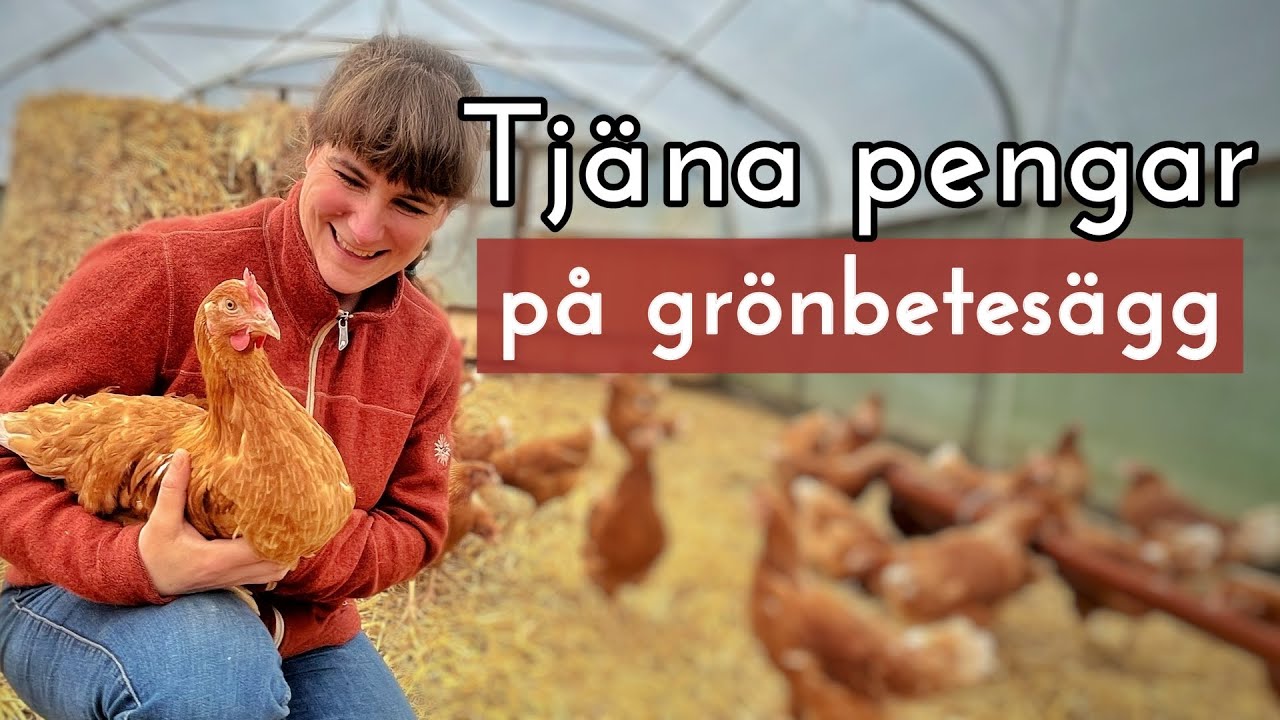Kan du tjäna pengar på att ha höns?