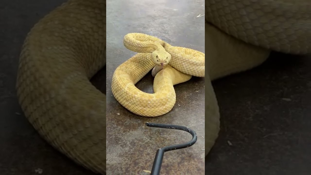 Venomous Snakes 101 😱