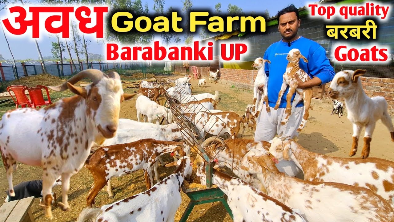 Top quality बरबरी Goats यहाॅ मिलेंगी |Awadh Goat Farm Barabanki UP |Barabanki Goat Farm