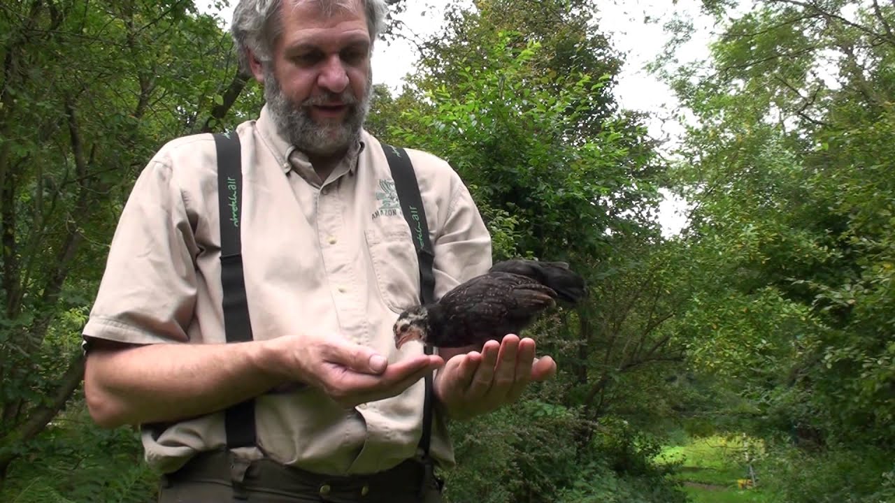 Deutsches Buschhuhn im Projekt Waldgartendorf