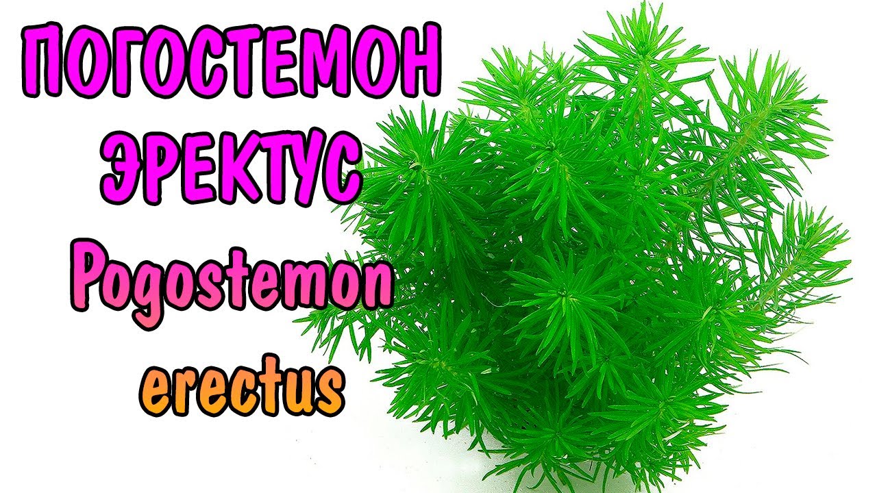 ПОГОСТЕМОН ЭРЕКТУС  ( Pogostemon erectus )