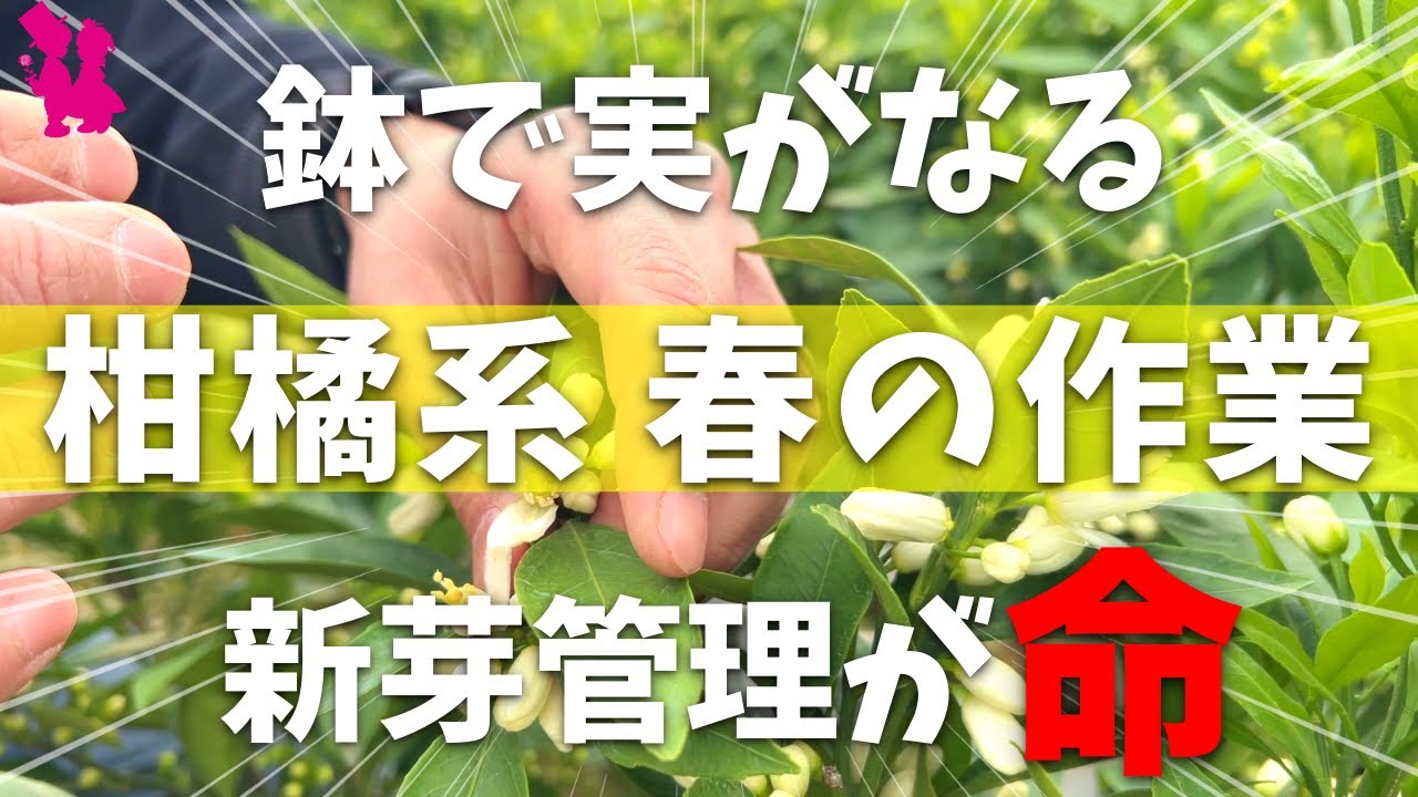 【実付き確率UP】鉢植え柑橘農家の春の作業と管理を教えます！