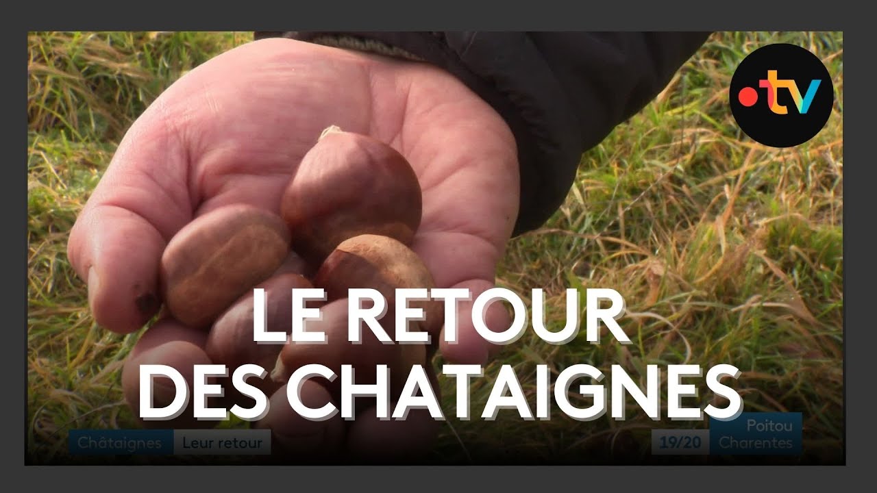 Le retour de la chataigne à Sepvret