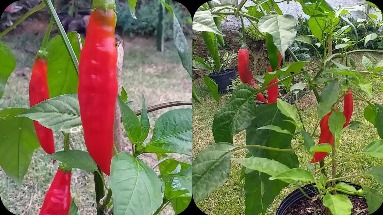 pimenta biquinho e dedo de moça, colheita, poda e adubação.