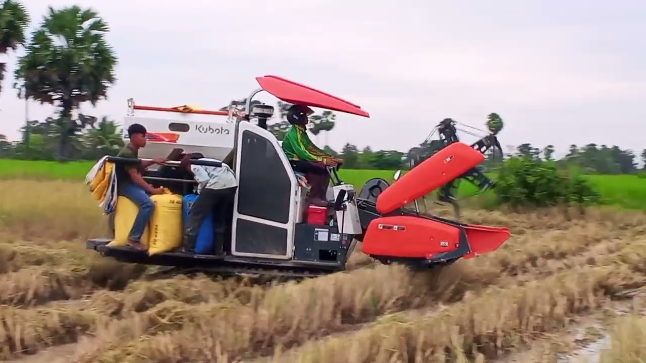 Amazing Rice Field Transformation!