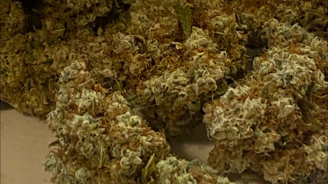 BUD TRIMMING: Gelato/LarryBird
