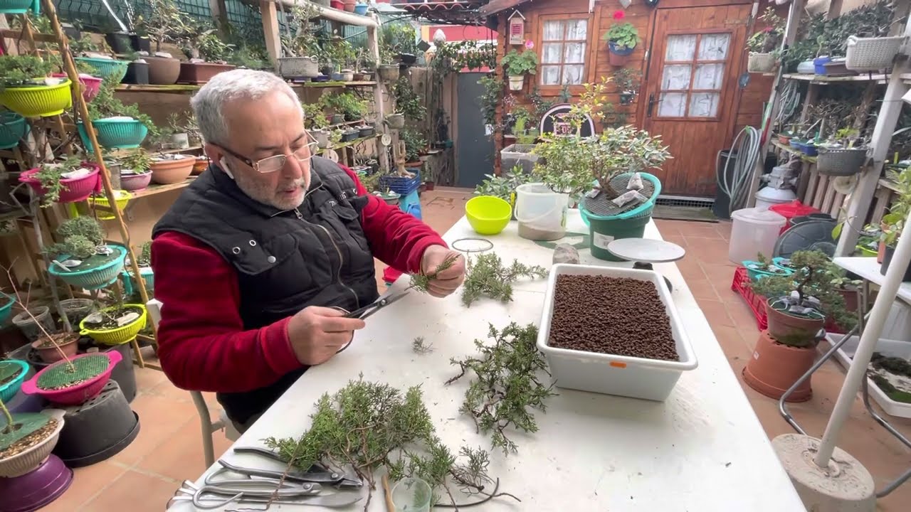 🌱 Esquejes junipero Itoigawa Muy fácil