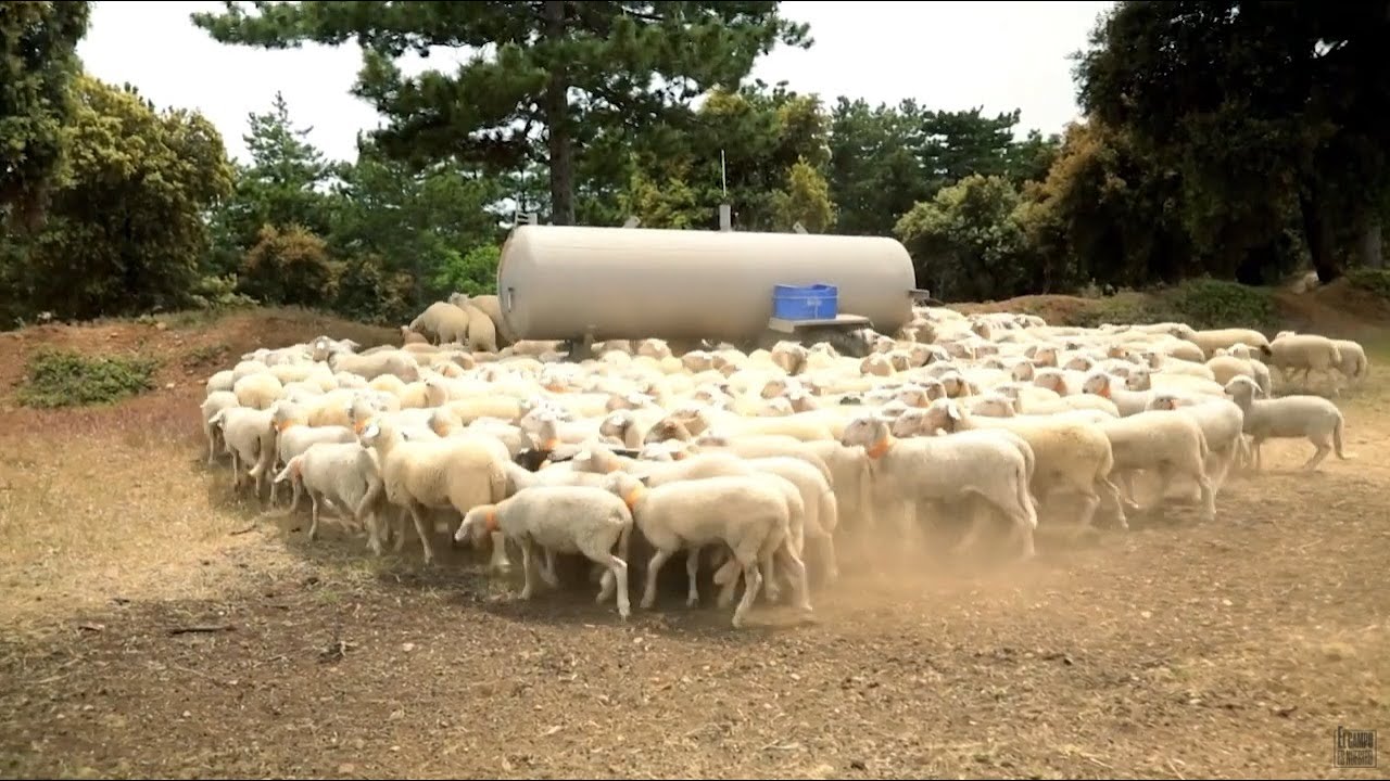 Proyecto de Toño para limpiar los montes
