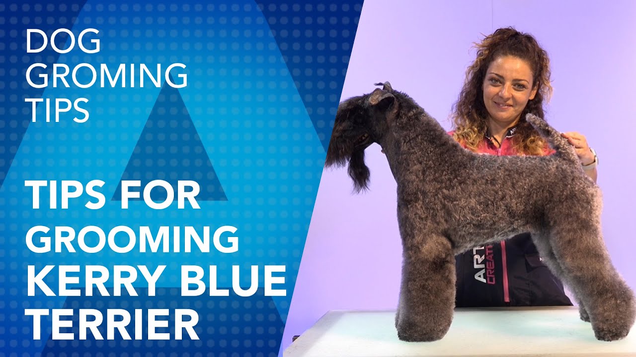Tips for grooming a Kerry Blue Terrier by Maite García