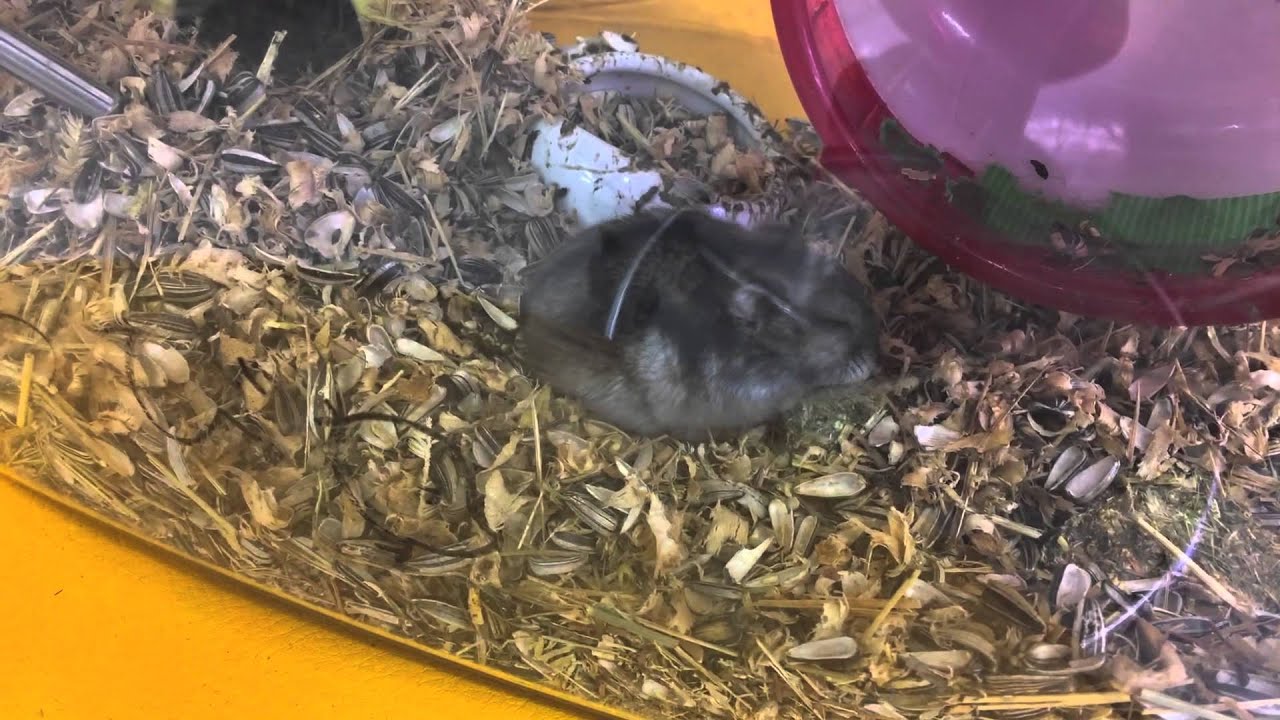 Regular Hamster
