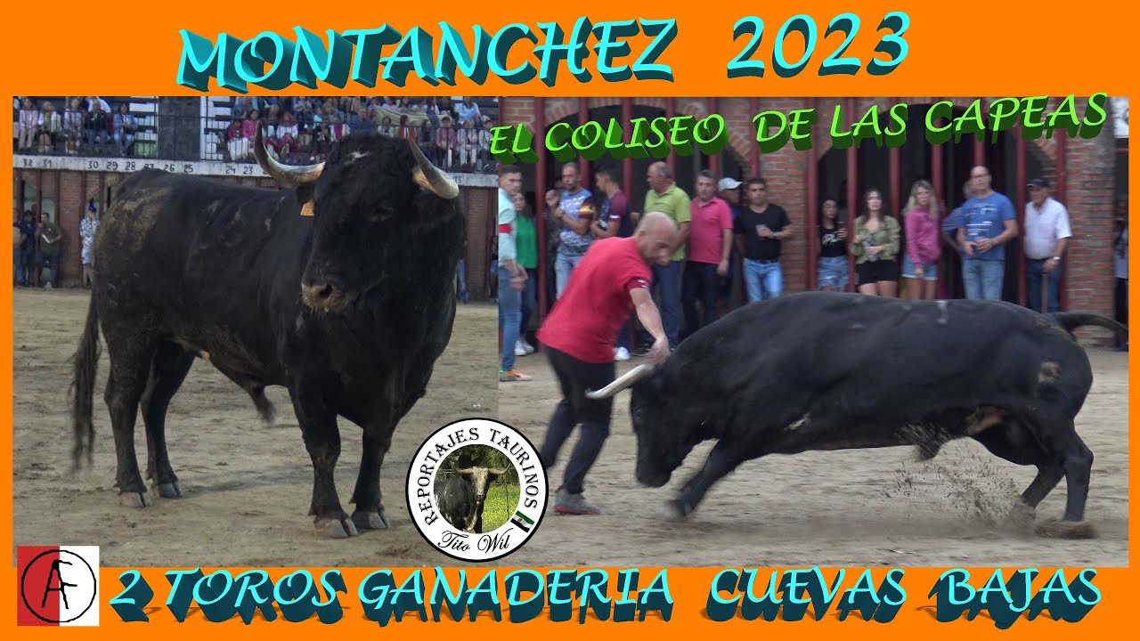 2 TOROS MONTANCHEZ 2023  GANADERIA CUEVAS BAJAS #toro #festejos #coliseo #ganaderias #extremadura