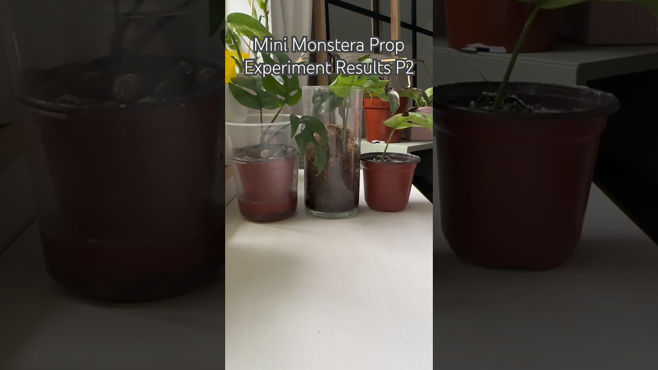 CRAZY Mini Monstera Prop Results 