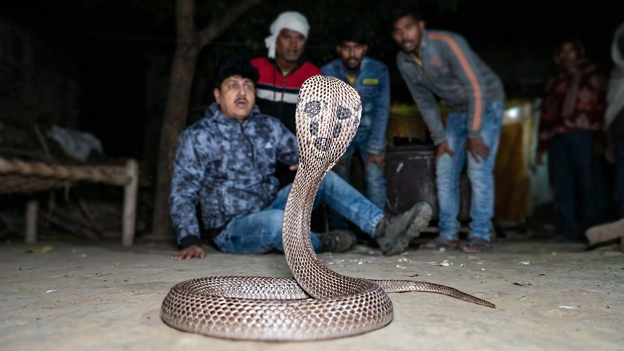 पहली बार मिला इतना विचित्र जहरीला नाग! शिकारी जानवरों के लिए पाँच आँख वाला साँप! Rare Cobra Snakxe.