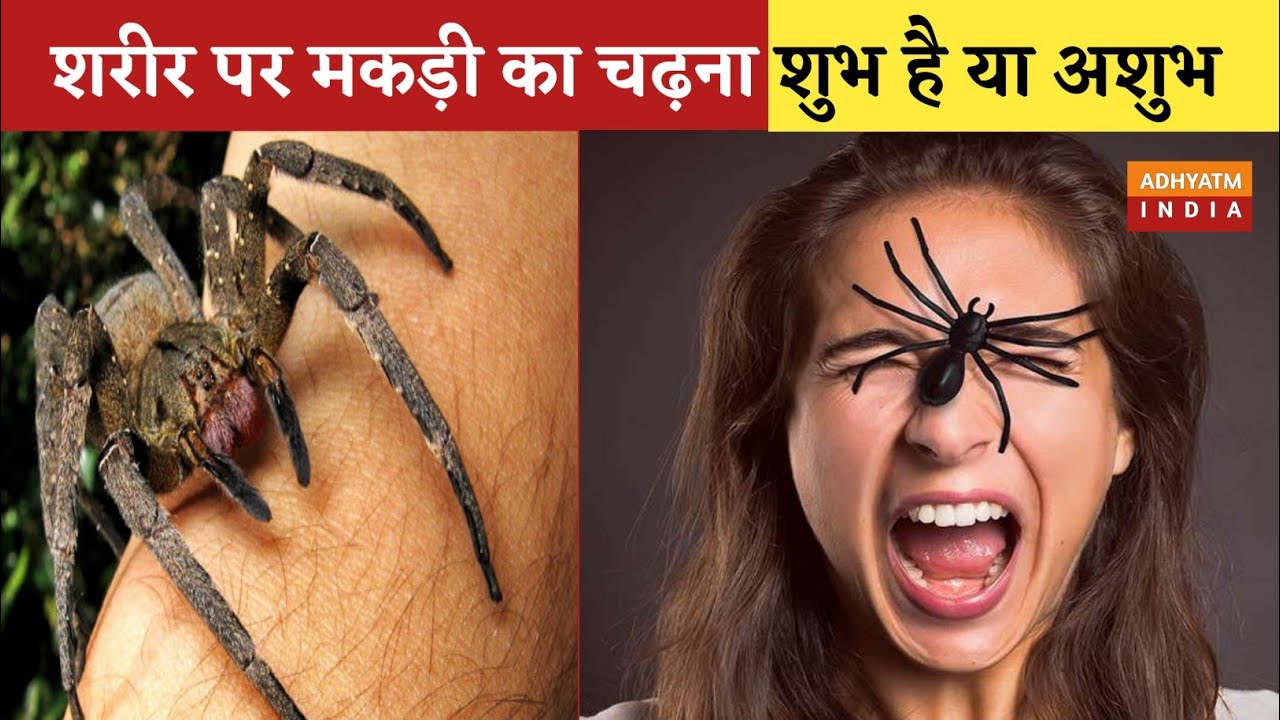 शरीर पर मकड़ी का चढ़ना शुभ या अशुभ |