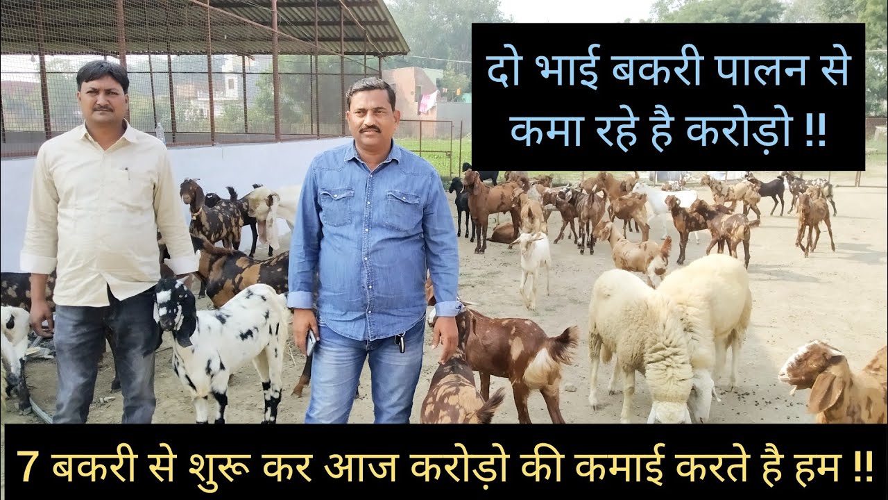 दो भाई बकरी पालन से कमा रहे है करोड़ो || Goat Farming || Hello Kisaan