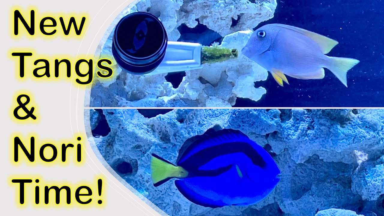 Training an African Yellow Belly Hippo and Squaretail Bristletooth Tang on Nori/Seaweed!