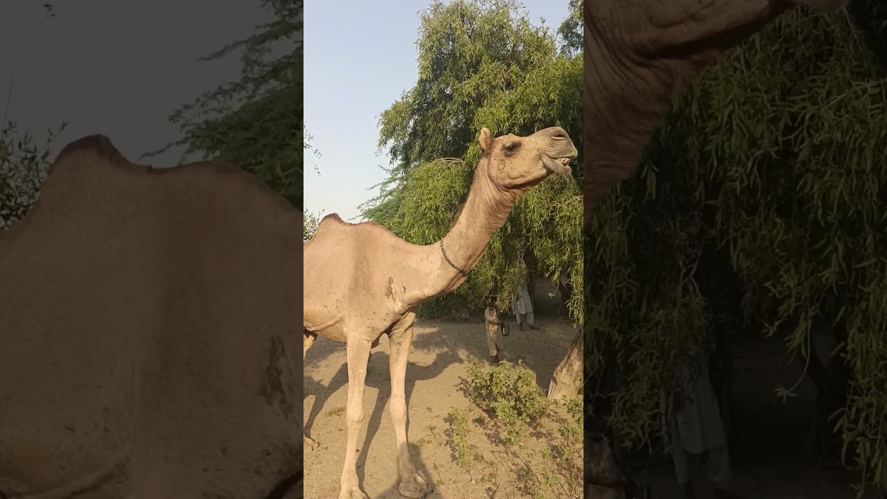 Camel baby scratching the itch skin along camel side 🐪