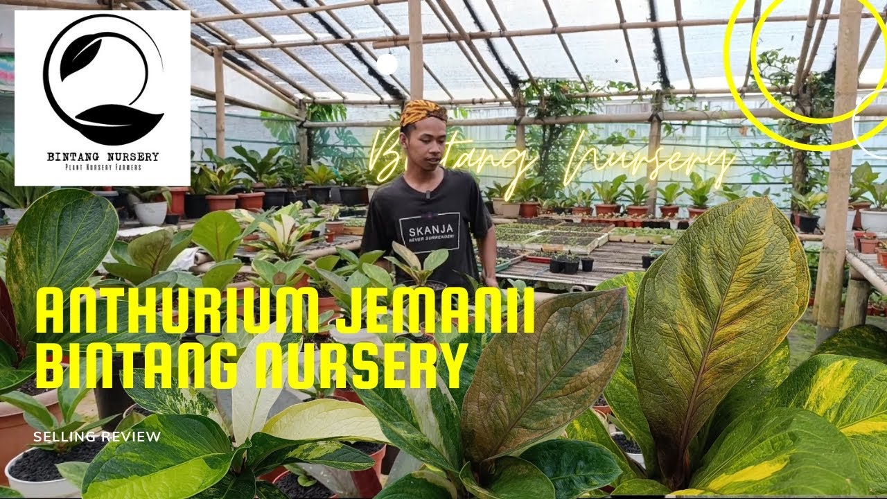 Anthurium Jemani | Bintang Nursery | Tanaman Hias Bandungan