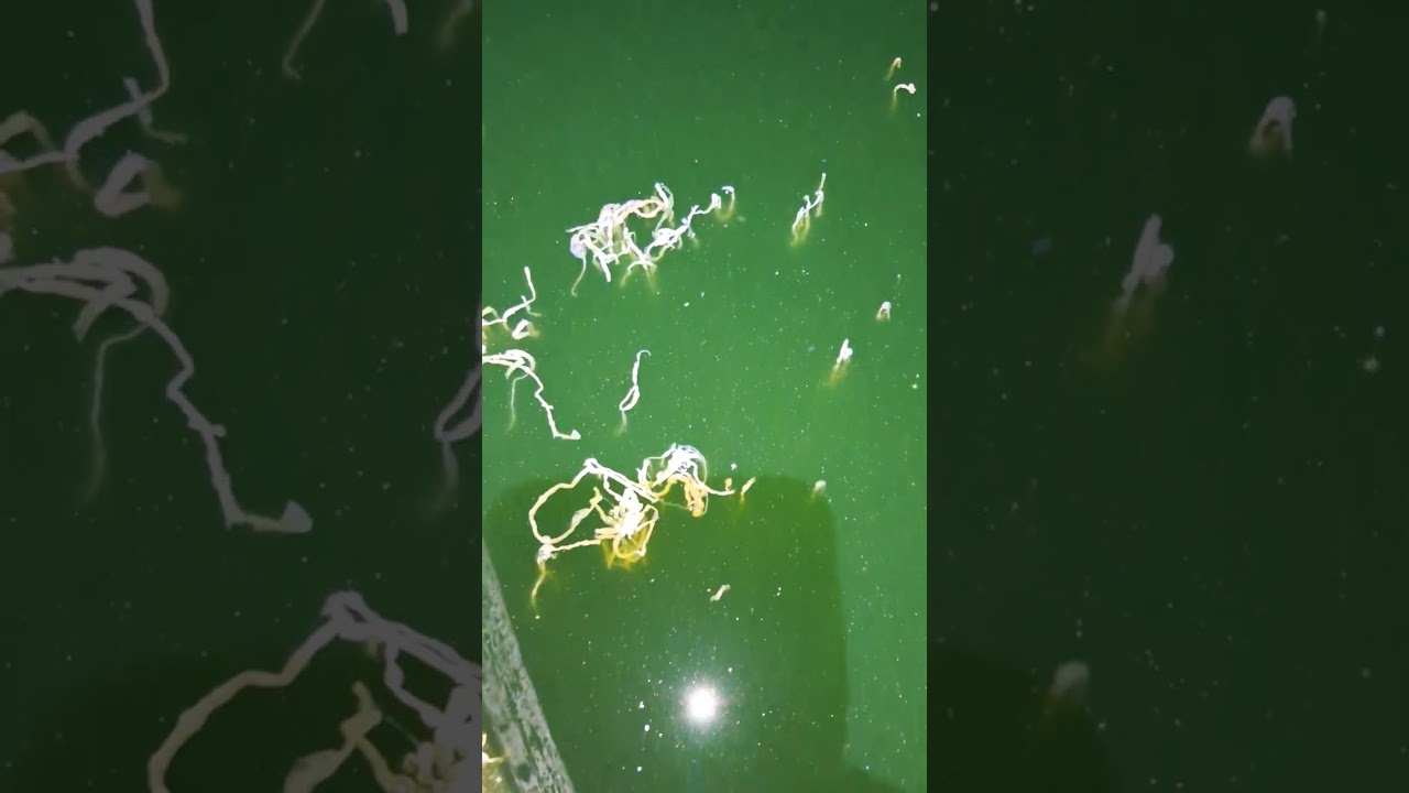 Os peixes estão ficando gigante cada dia que passa #sertãopeixesefamílianaraça 