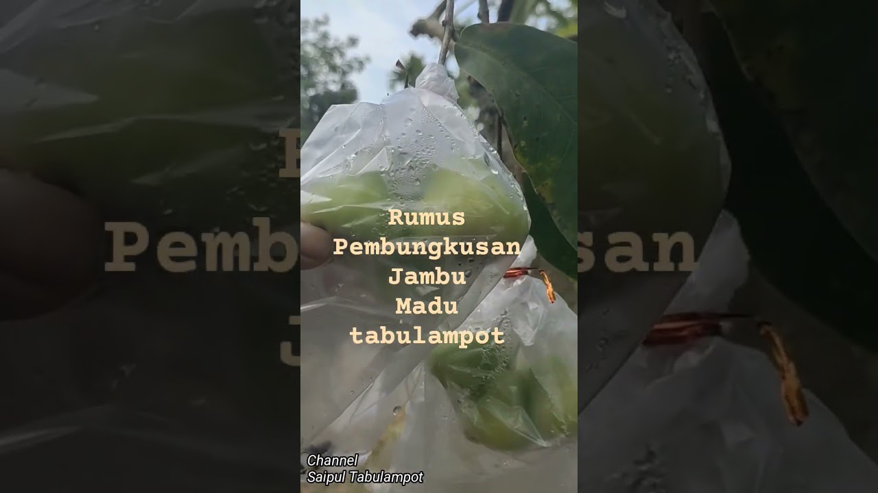 RUMUS PEMBUNGKUSAN JAMBU MADU TABULAMPOT