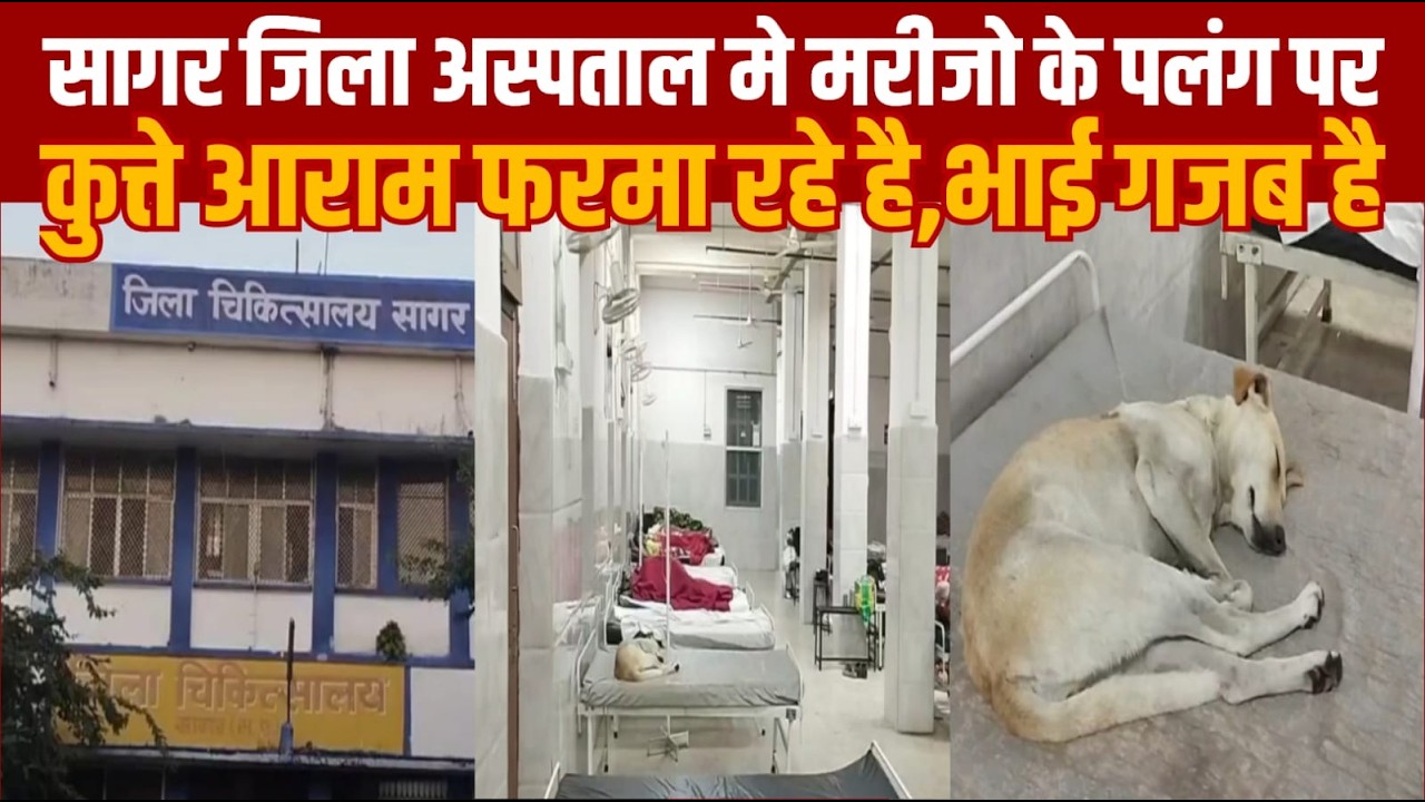 सागर जिला अस्पताल में मरीजों के पलंग पर कुत्ते आराम फरमा रहे हैं, भाई गजब है