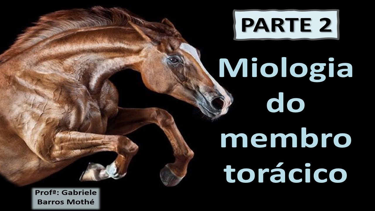 MIOLOGIA DO MEMBRO TORÁCICO - parte 2 (anatomia veterinária)
