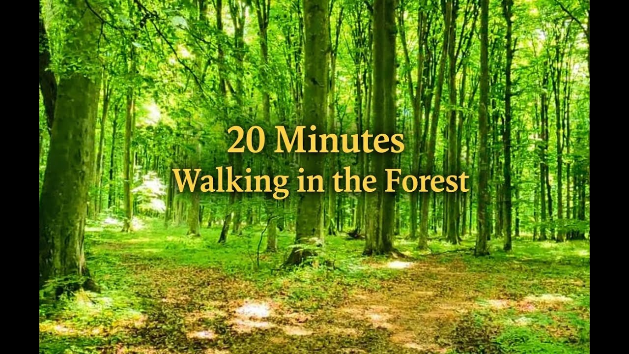25 Minutes Walking in the Forest