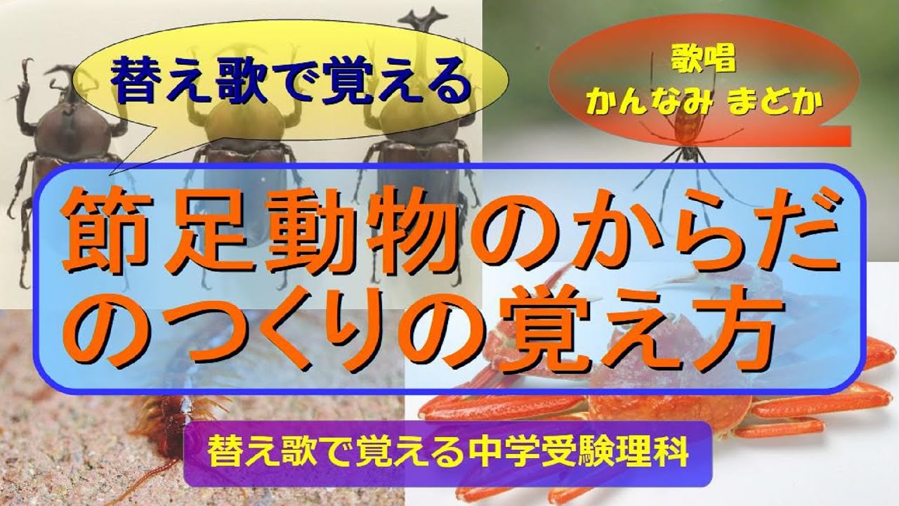 【替え歌で覚える】節足動物のからだのつくりの覚え方 （歌唱　かんなみまどか）
