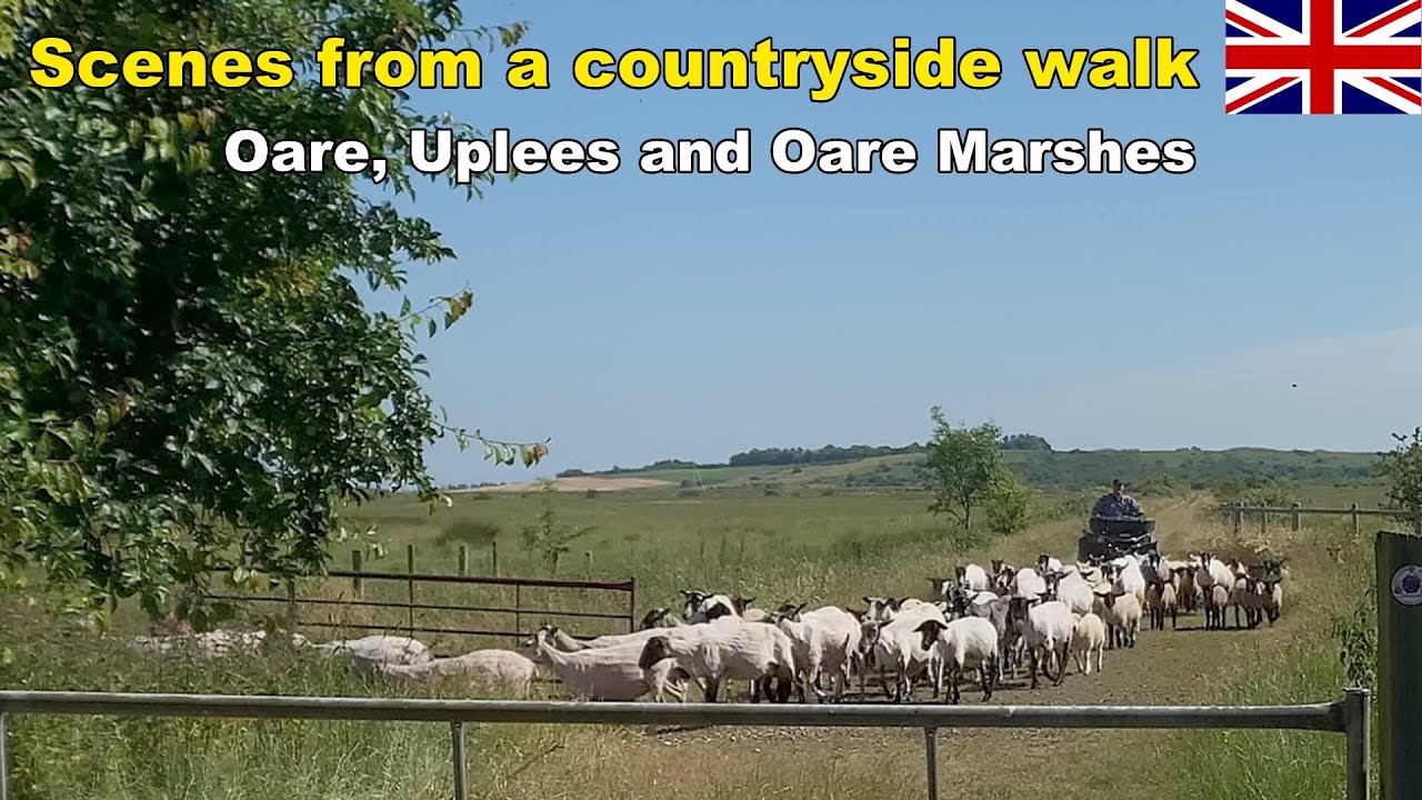 Village & countryside near Faversham, Kent: Sheep, sheepdogs, yachts and more