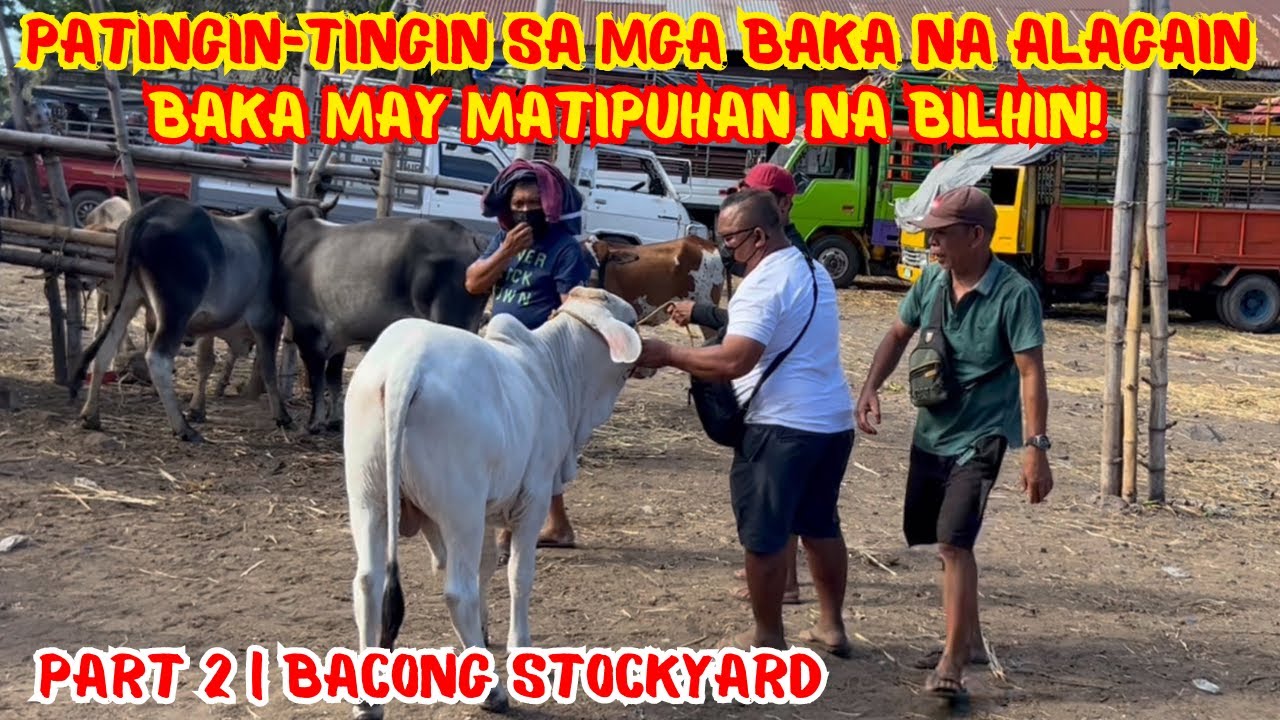 PATINGIN-TINGIN SA MGA BAKA NA ALAGAIN, BAKA MAY MATIPUHAN NA BILHIN! | BACONG STOCKYARD | SOLLE'S G