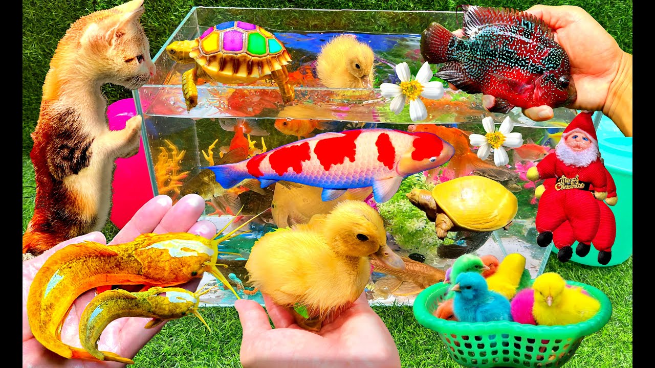 Bắt Các Con Vật Dễ Thương, Con Cá, Con Vịt, Con Mèo, Con Cua - Part 005