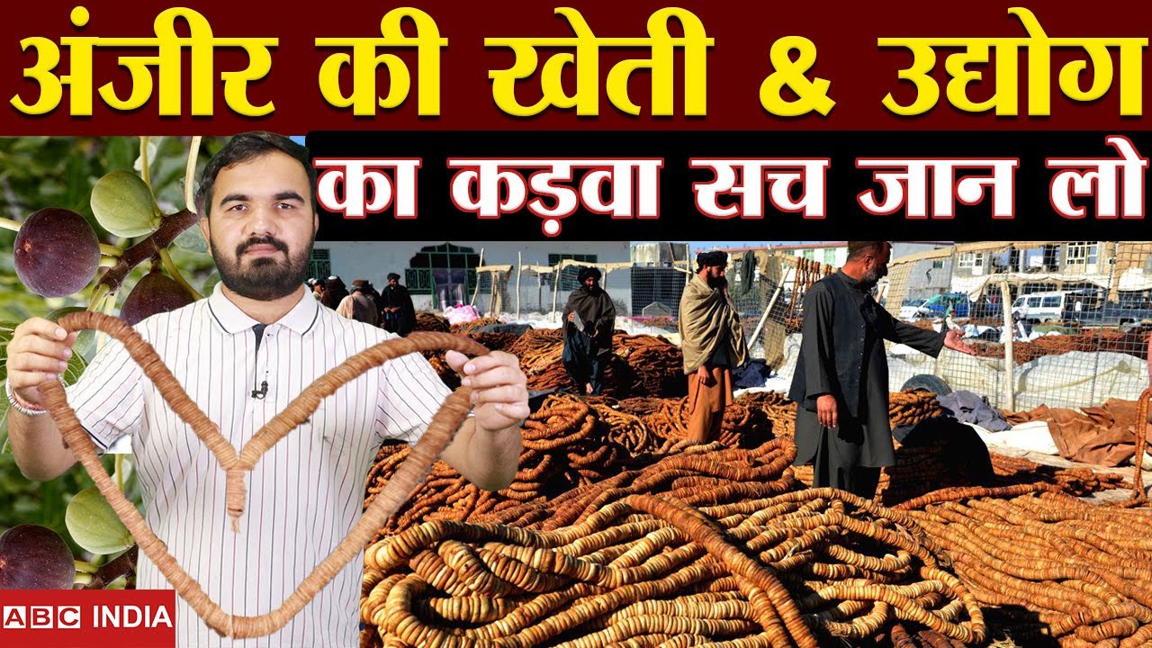 अंजीर लघु खेती उद्योग | how to make dried anjeer | how to process fig |fig farming | anjeer Ki Kheti