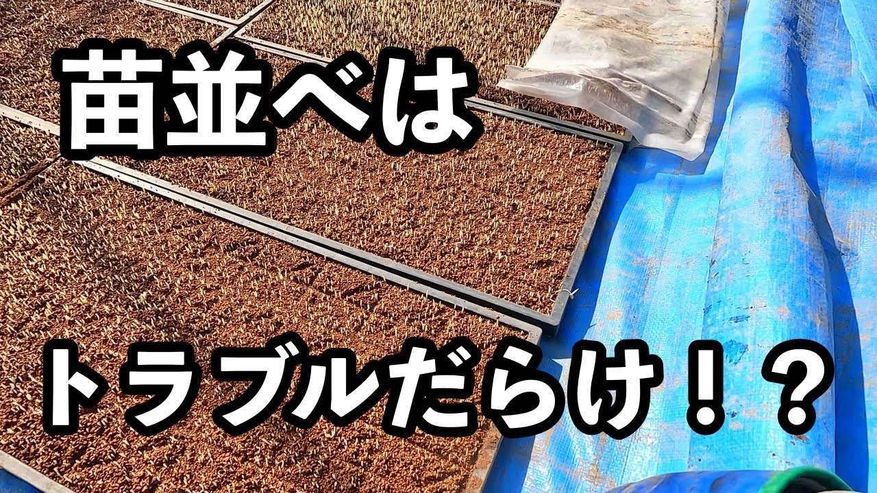 今年一発目の苗出し！順調に出芽したのか！？