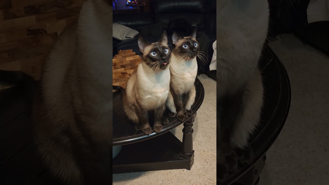 We are siamese if you please! 👬✨️ #shorts #siamesecats #twins #cutecats @The3Siamese 🥰