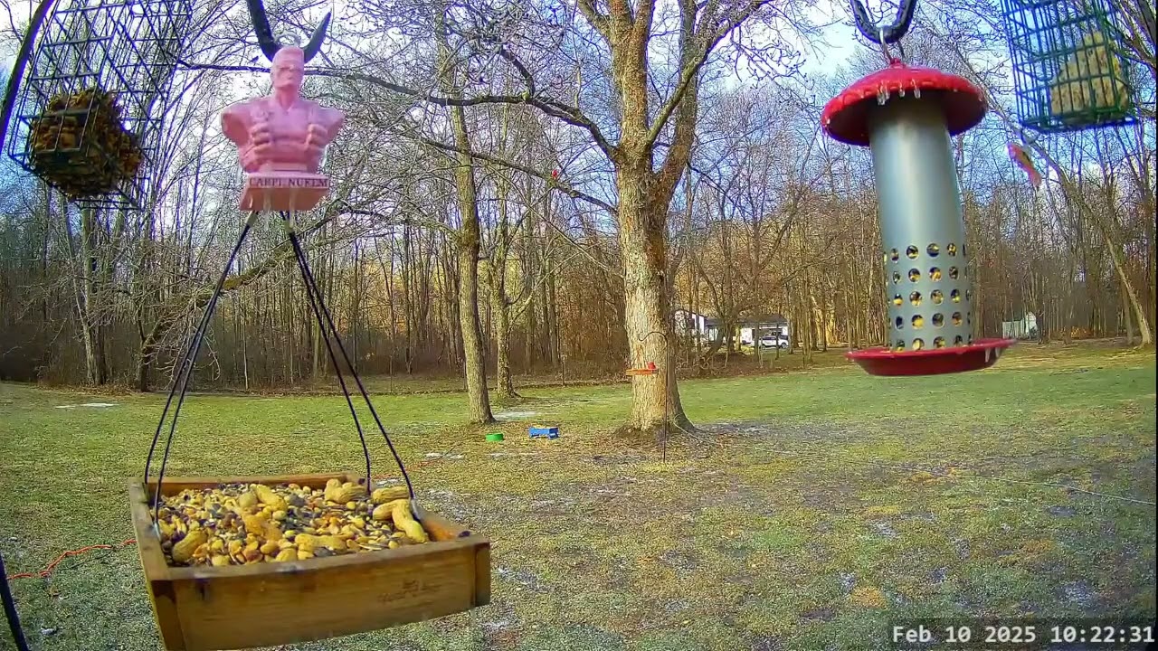 Winter Bird, Deer & Critter Cam