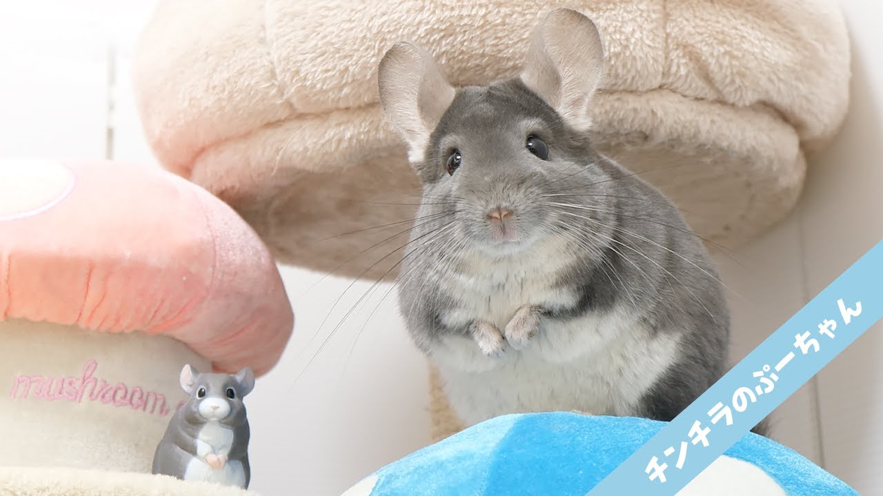 300円のチンチラと全く同じポーズを取るチンチラが可愛すぎた【てのりフレンズ5】