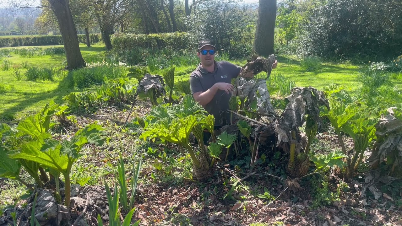 Gunnera! (Giant Rhubarb)