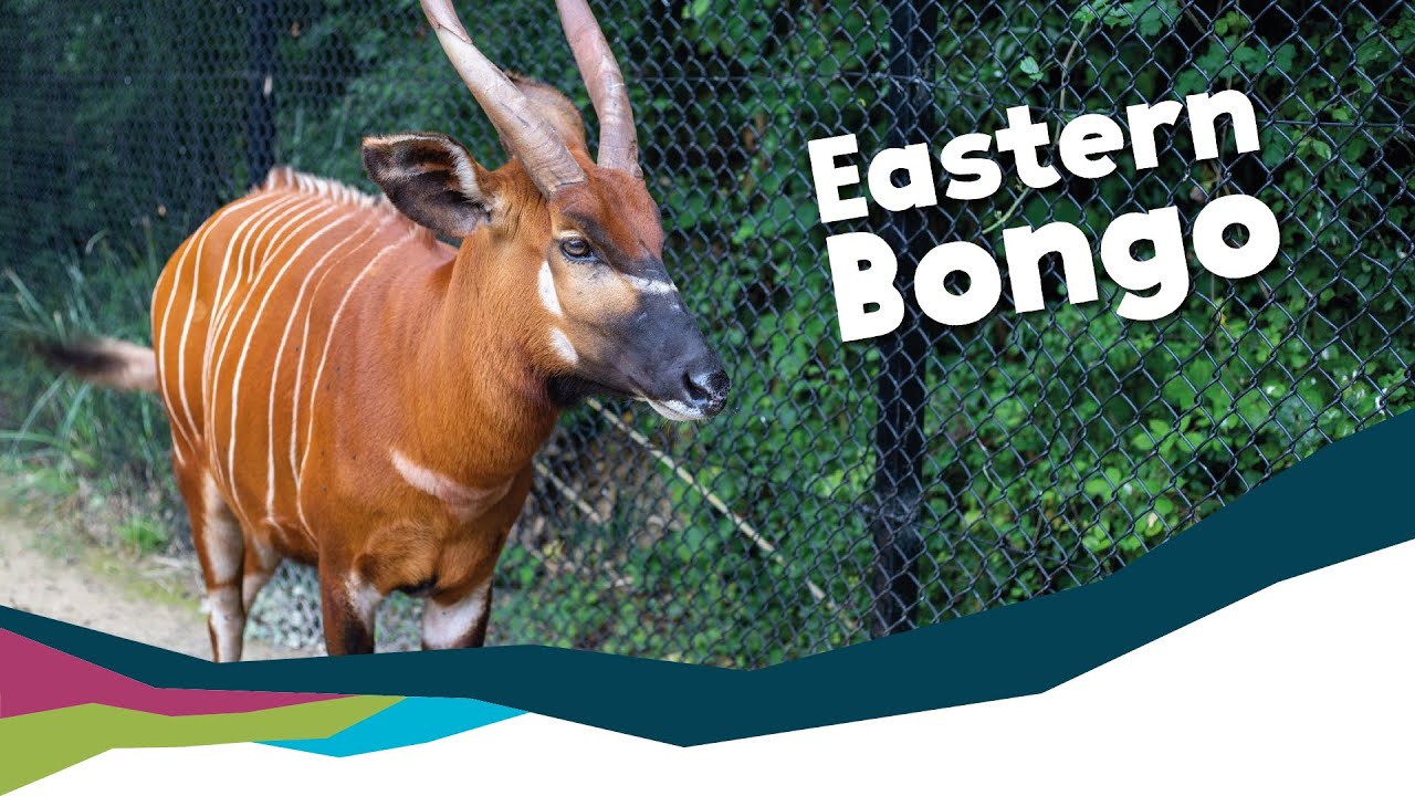 Keeper Talk - Eastern Bongos