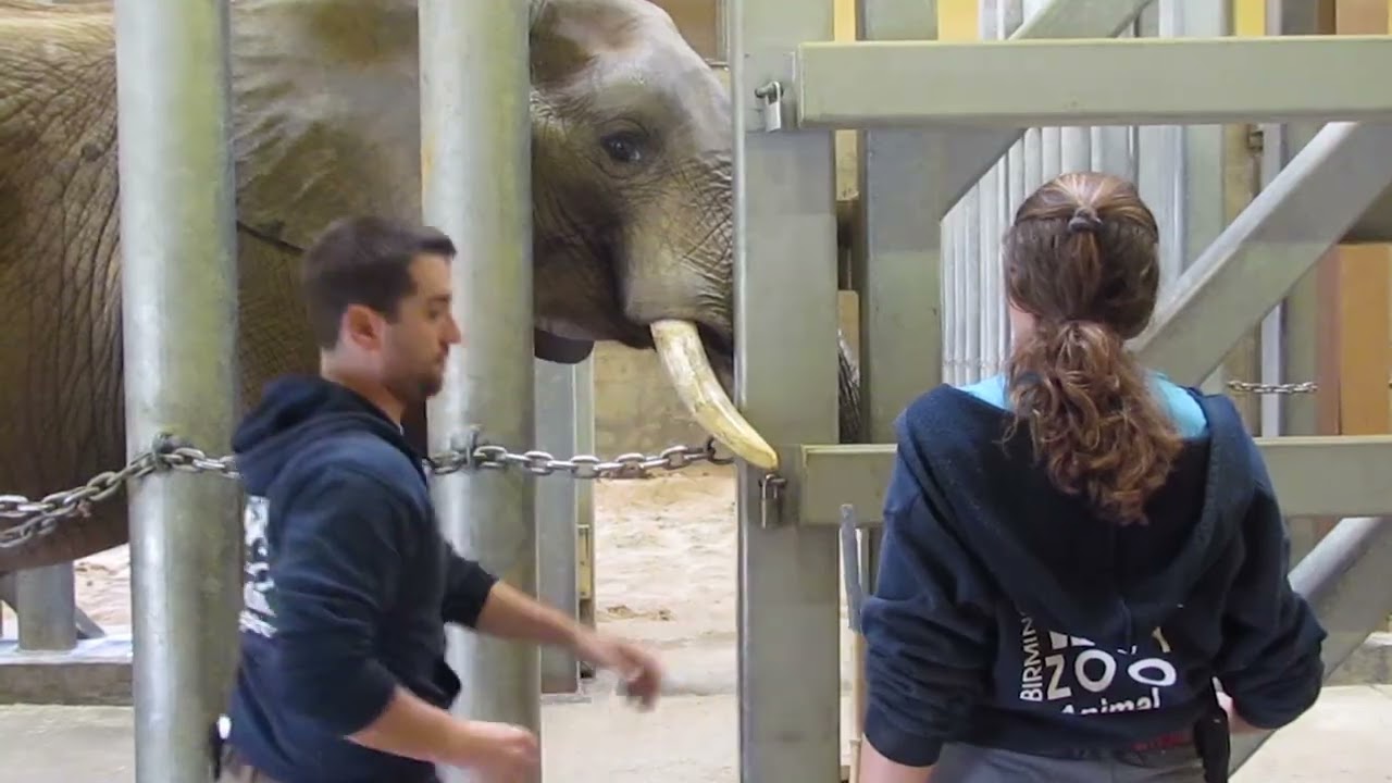 African Elephants at the Birmingham Zoo
