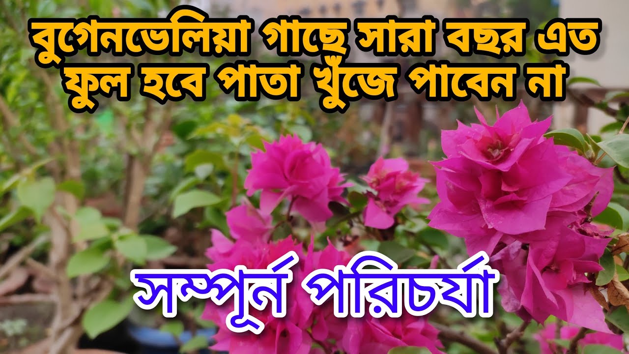 বুগেনভেলিয়া গাছ সারা বছর ফুলে রঙিন হয়ে থাকবে কথা দিচ্ছি || Bougainvillaea plant care  ||