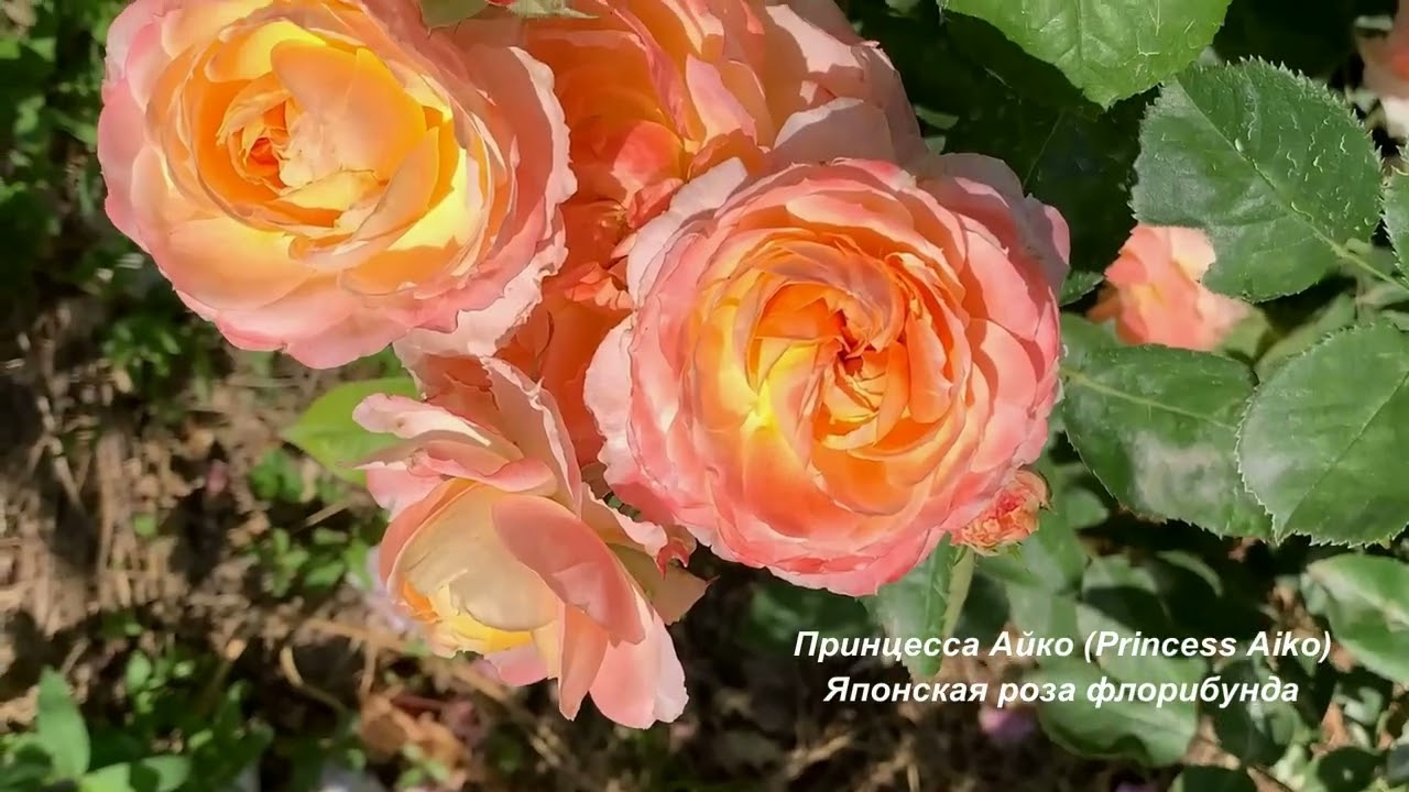 Розы. Любимые сорта № 4.