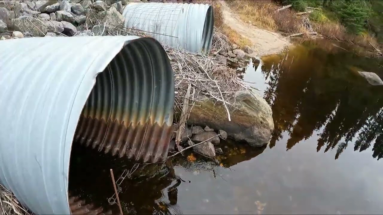 Musher's Tails: ZIP!