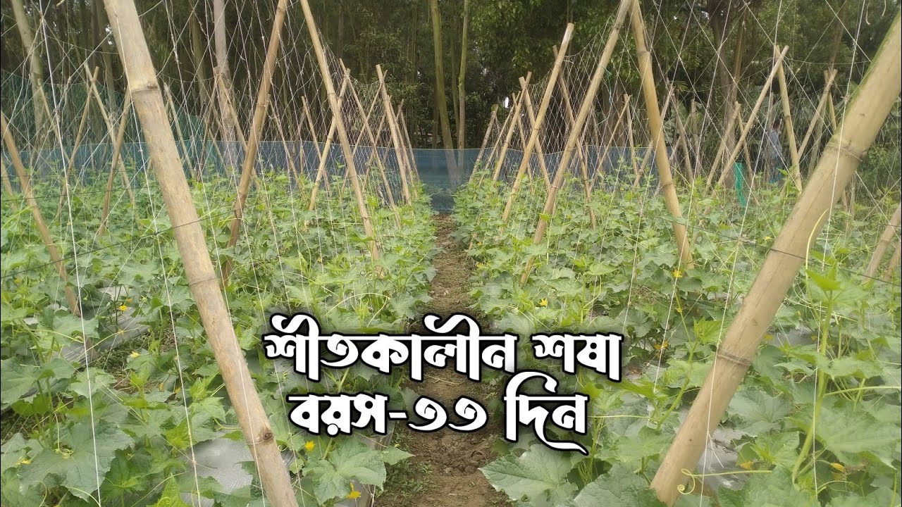 শীতকালীন শষা যাদু বয়স ৩৩ দিন