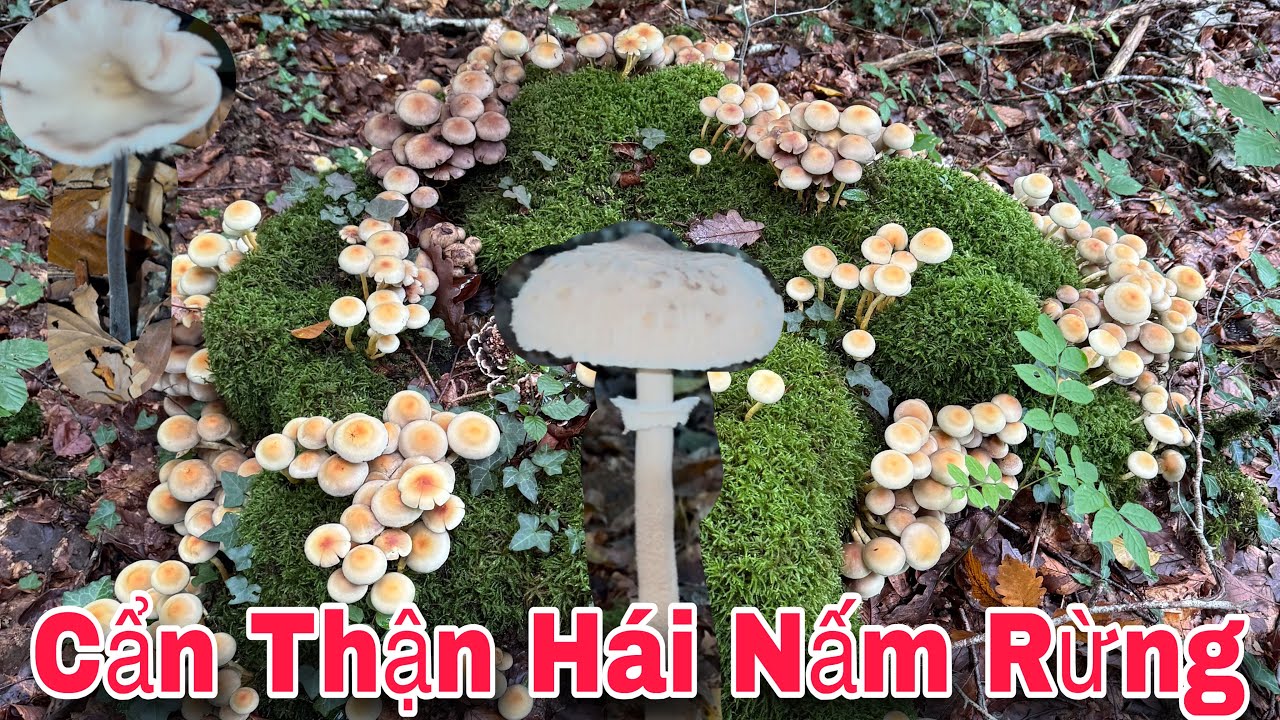 NẤM ĐỘC 🍄 VÀ NẤM KHÔNG ĐỘC🍄‍🟫  GIỐNG NHAU NHƯ THẾ NÀO 