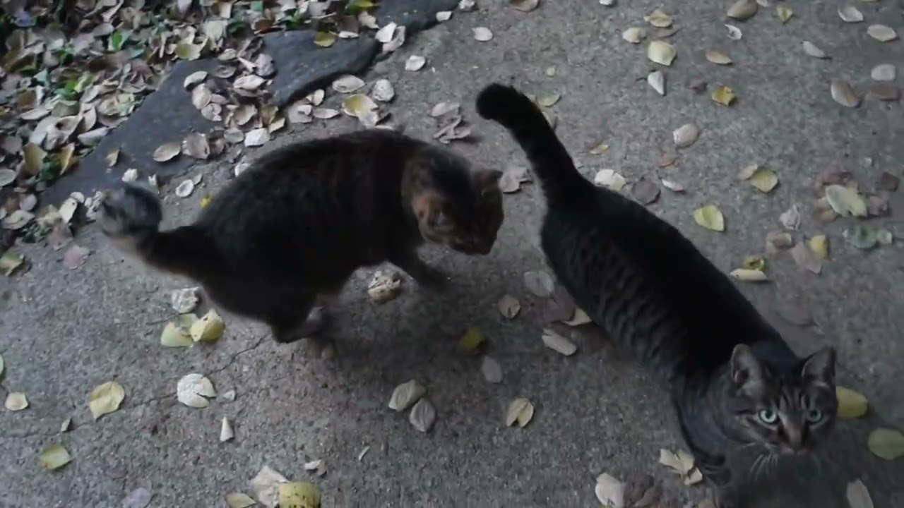 【Cat Video】 meowmeow Happy #cat  #cats  #cute