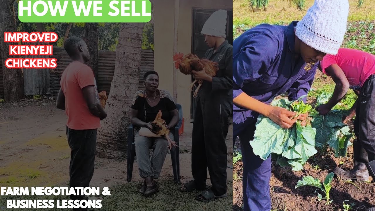 How We Sell Improved Kienyeji Chickens in Kenya | Farm Negotiation & Business Lessons at Cholla Farm