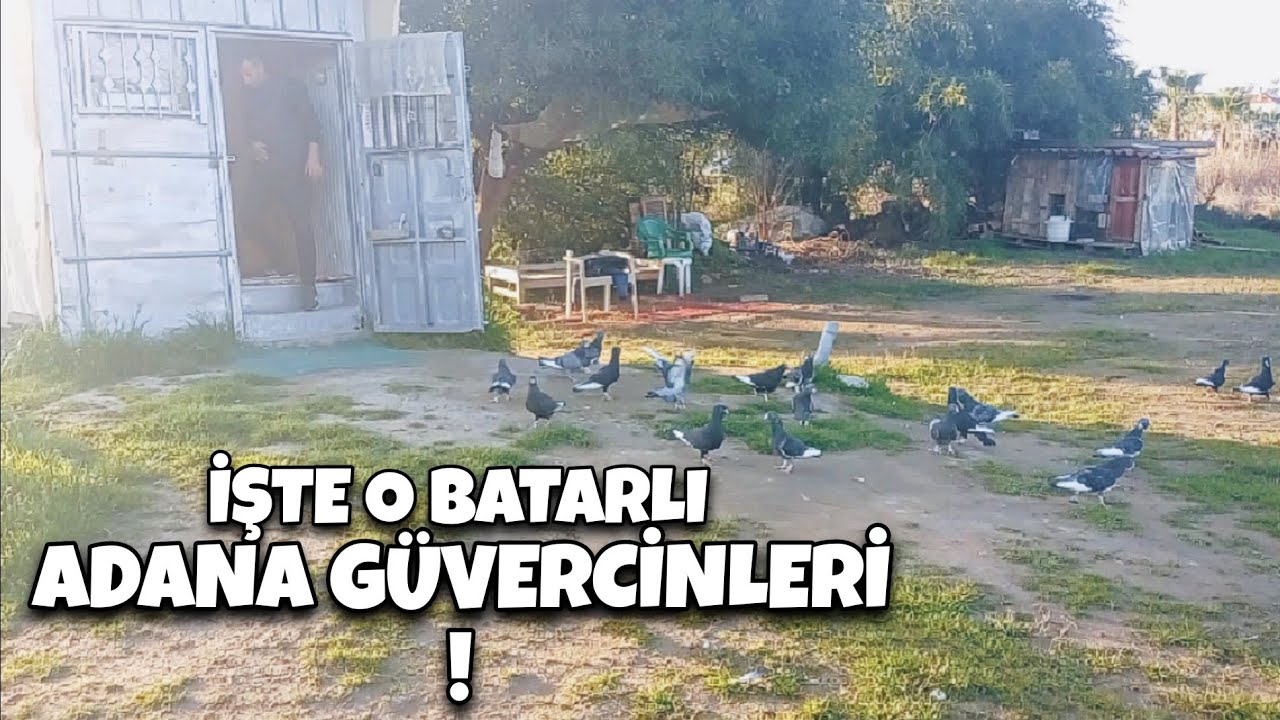 ATMACA SALDIRISI !!! ADANA GÜVERCİNLERİ ! #adanagüvercini #pigeon #oyunkuşu #kuşpazarı